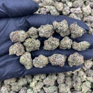 FROSTED CANDY - INDOOR SMALLS 🍬