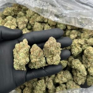 Lemon Drop 🍋 🍭