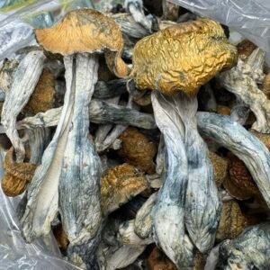PREMIUM SHROOMS 🍄